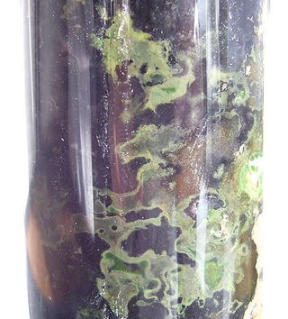 An example of a species of green sulfur bacteria growing in a nutrient-filled container.
