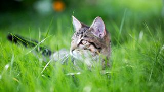 Cat sitting in long grass