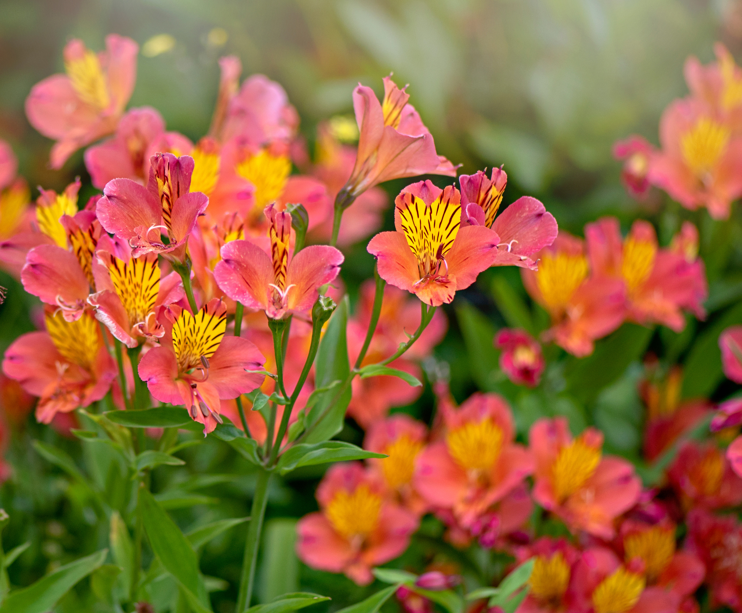 close up of Peruvian lilies