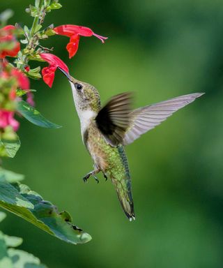 hummingbird feeding from a flower