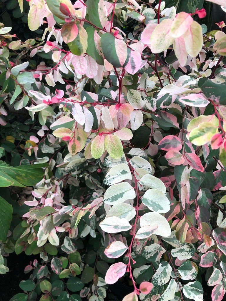 Snow Bush Plant