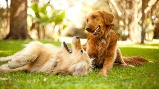 Two dogs lying down on grass with trees behind them