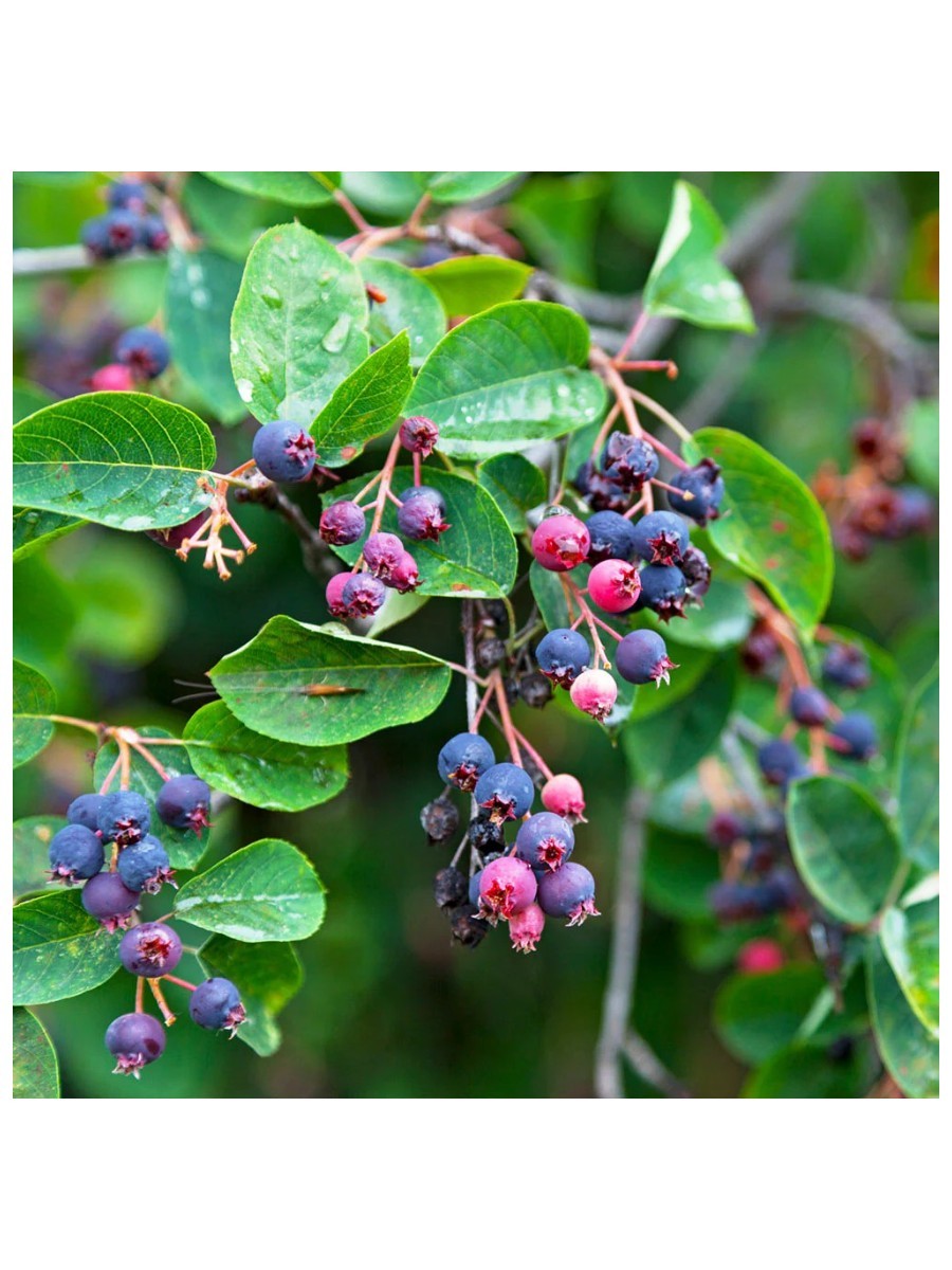 Fast-Growing-Trees.com, Autumn Brilliance Serviceberry Tree