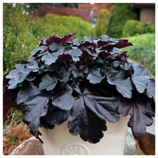 A heuchera primo black pearl plant from Jackson & Perkins