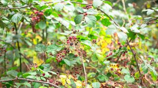 picture of brambles with berries