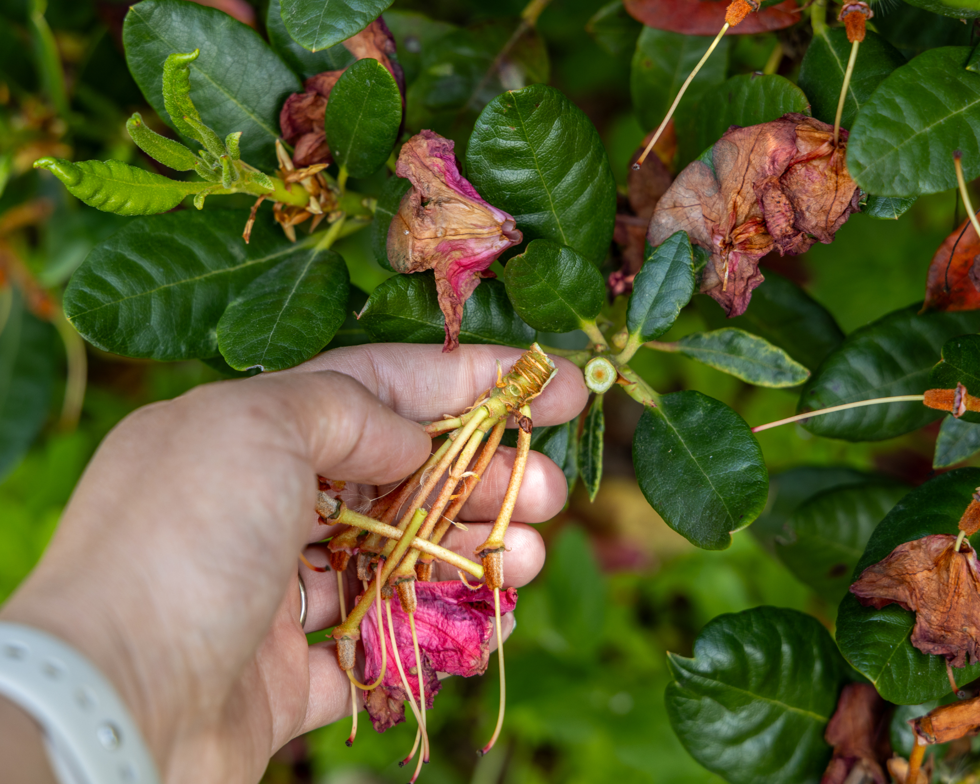 Care of the garden in summer, after the flowering of the evergreen rhododendron. Removal of wilted inflorescences. High quality photo