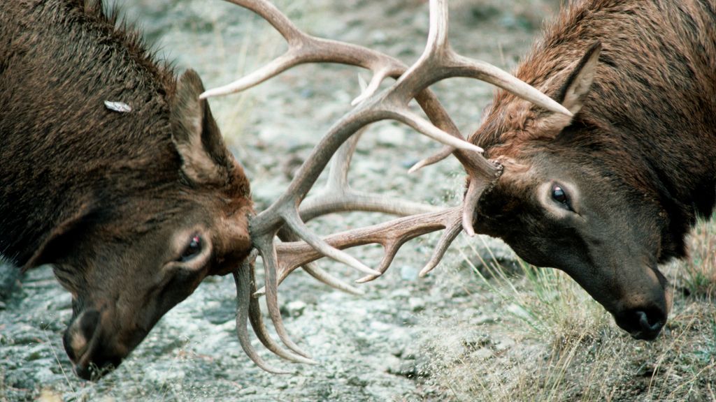 Why do elk bugle in the fall? | Advnture