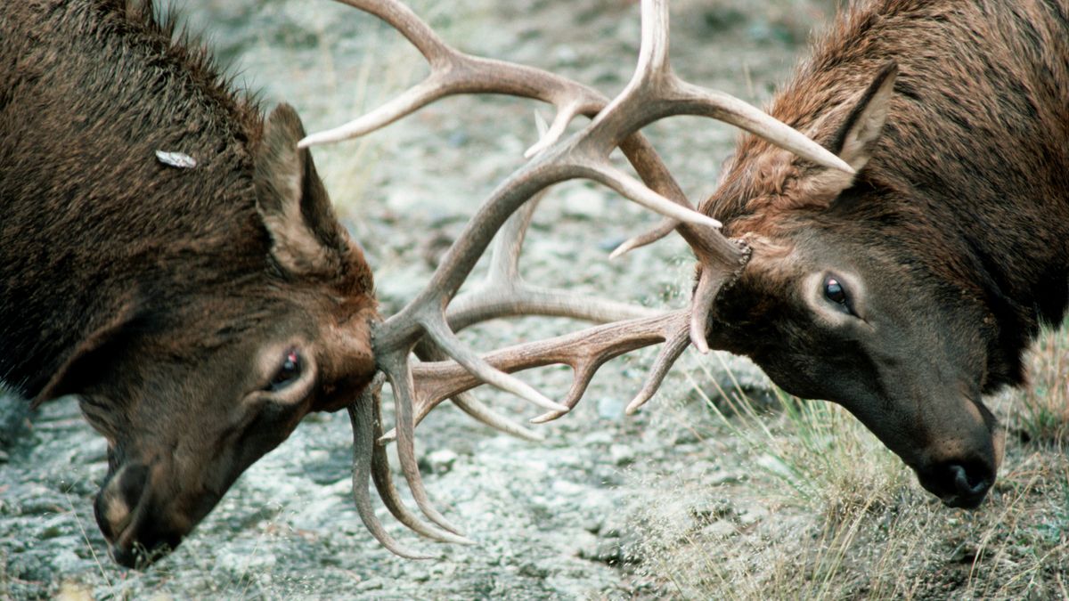 See magnificent bull elk lock antlers in dramatic fight on Wyoming ...