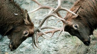 Two male elk fighting during the rut