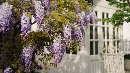 pring garden landscape design elements. Vibrant flowering tree of purple wisteria in sun light