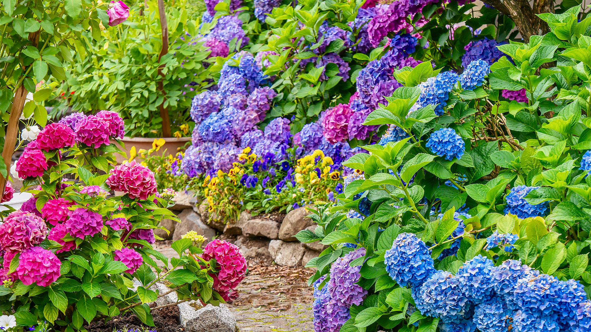 pink, blue and purple hydrangeas in a garden in full bloom