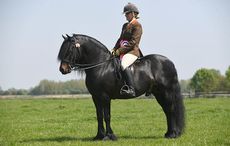 Horse No 118, Champion of the HOYS M&M Ridden during the TSR Spring Show at Onley EC near Rugby in Warwickshire, UK on 7th May 2018