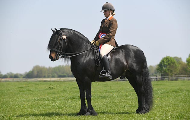 Horse No 118, Champion of the HOYS M&amp;amp;M Ridden during the TSR Spring Show at Onley EC near Rugby in Warwickshire, UK on 7th May 2018