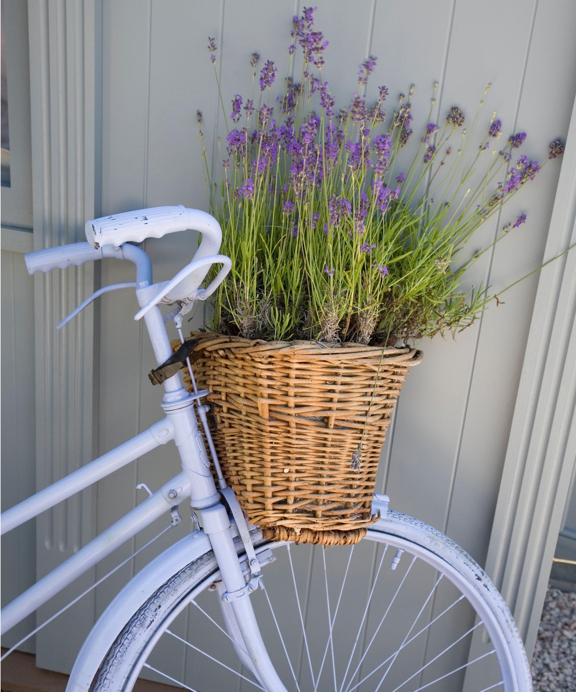 Bicycle planter