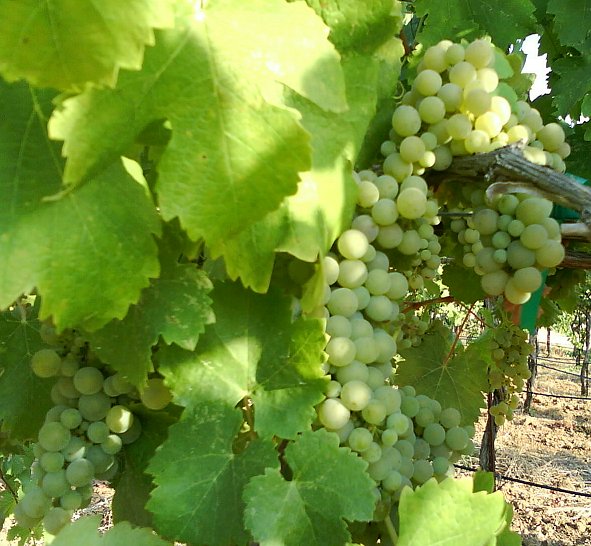 Jefford on Monday: Viognier