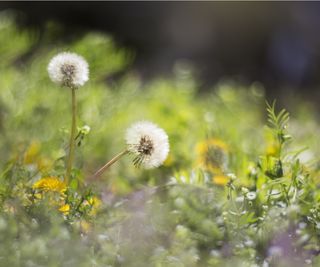 Dandelions