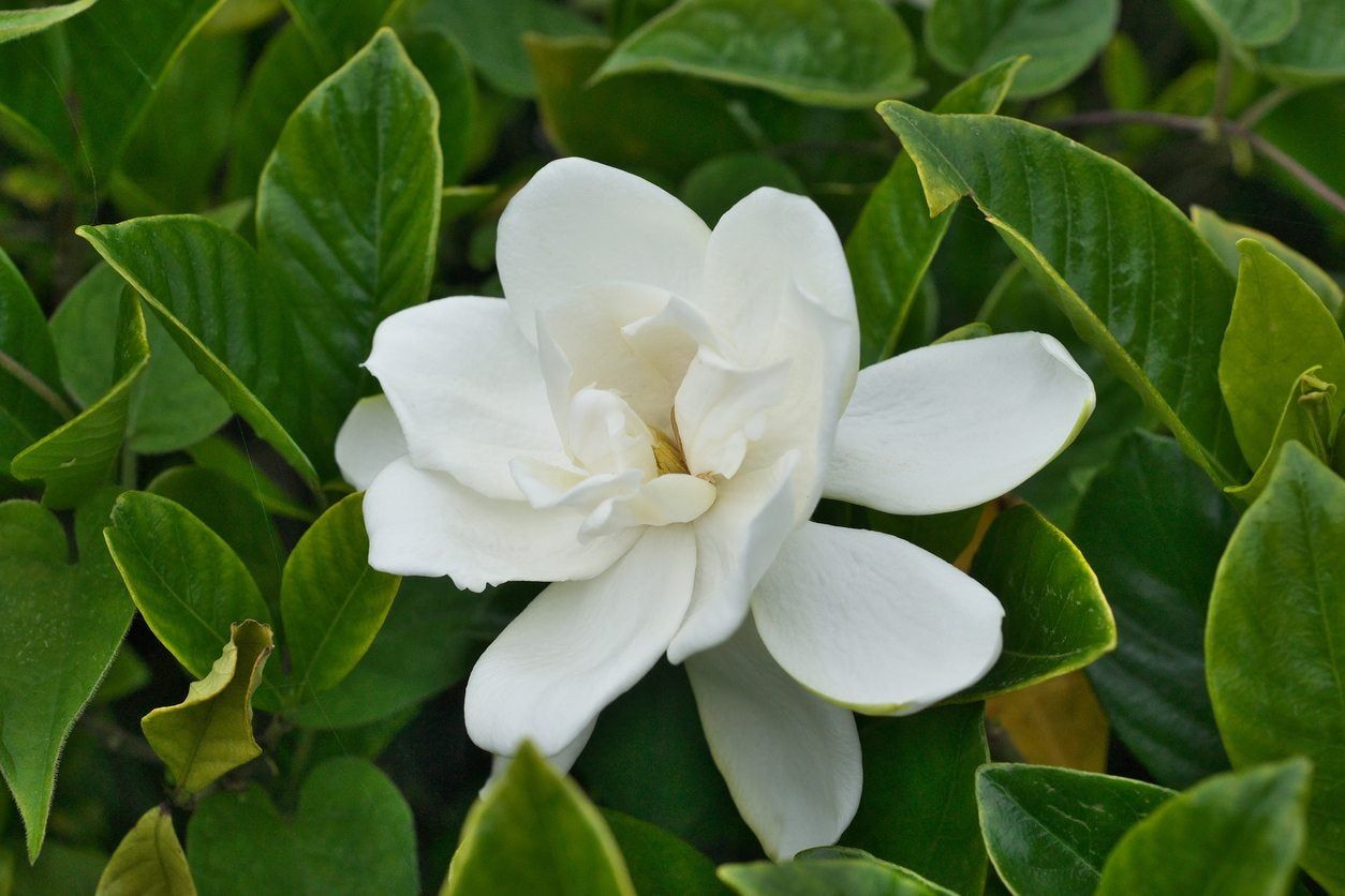 zone 5 gardenia