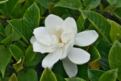 zone 5 gardenia