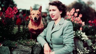 Queen Elizabeth II of England at Balmoral Castle with one of her Corgis, 28th September 1952.