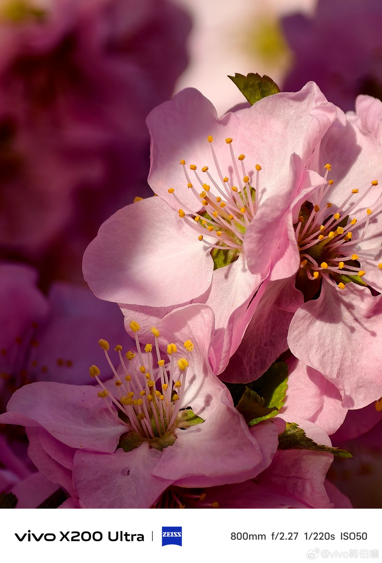 Capturing tree with pink cherry blossoms, using three different focal lengths with the Vivo X200 Ultra