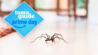 Spider crawling on the floor