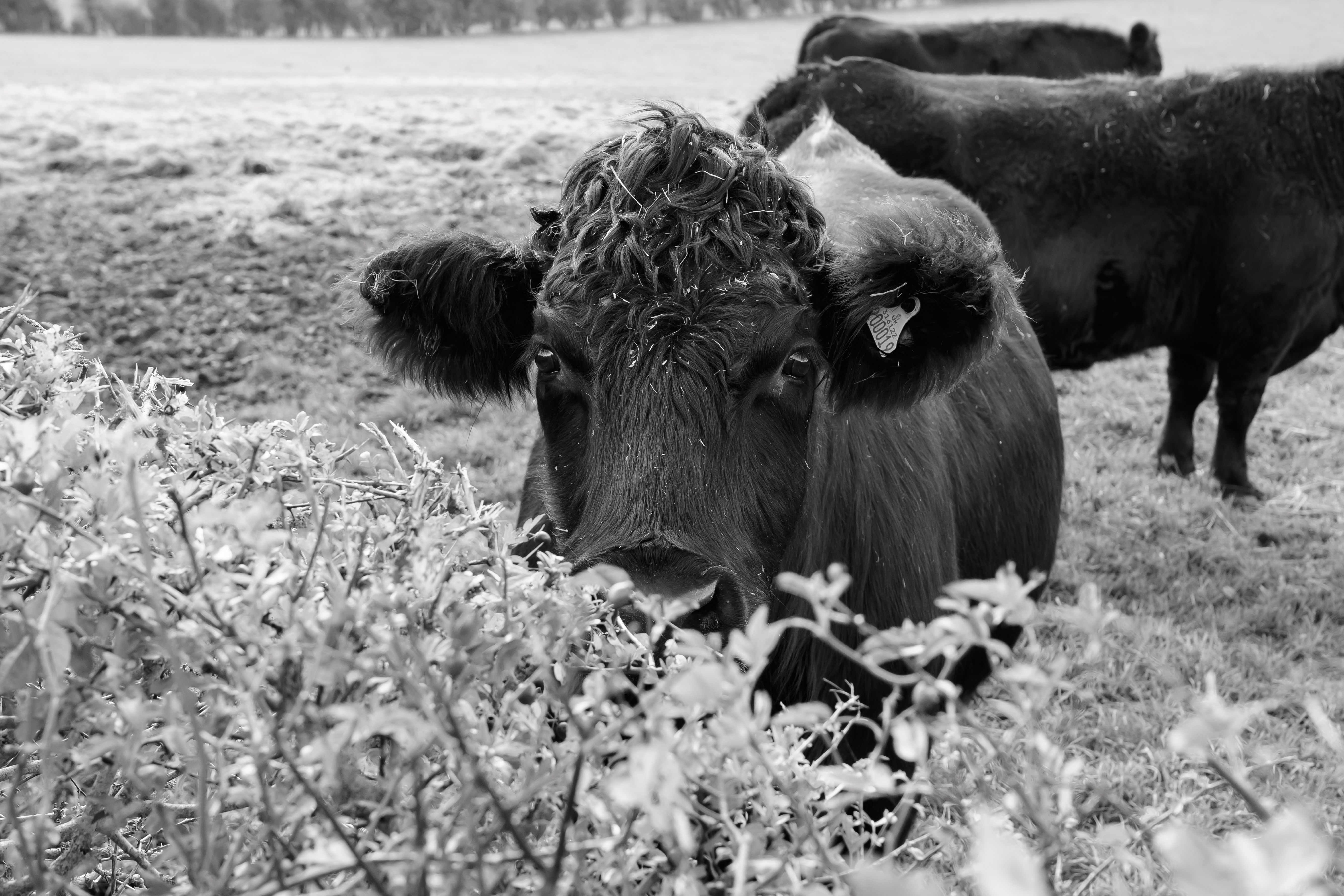 A black and white photo of a cow peeking at the camera from behind a bush, taken on the Nikon Z50II