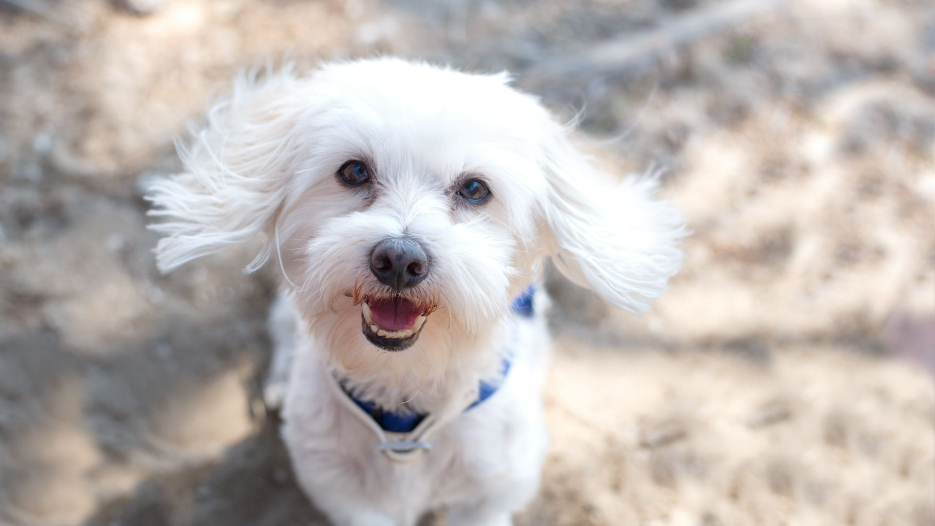 Maltese dog looking up at the camera