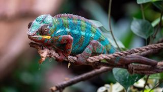 Panther Chameleon 