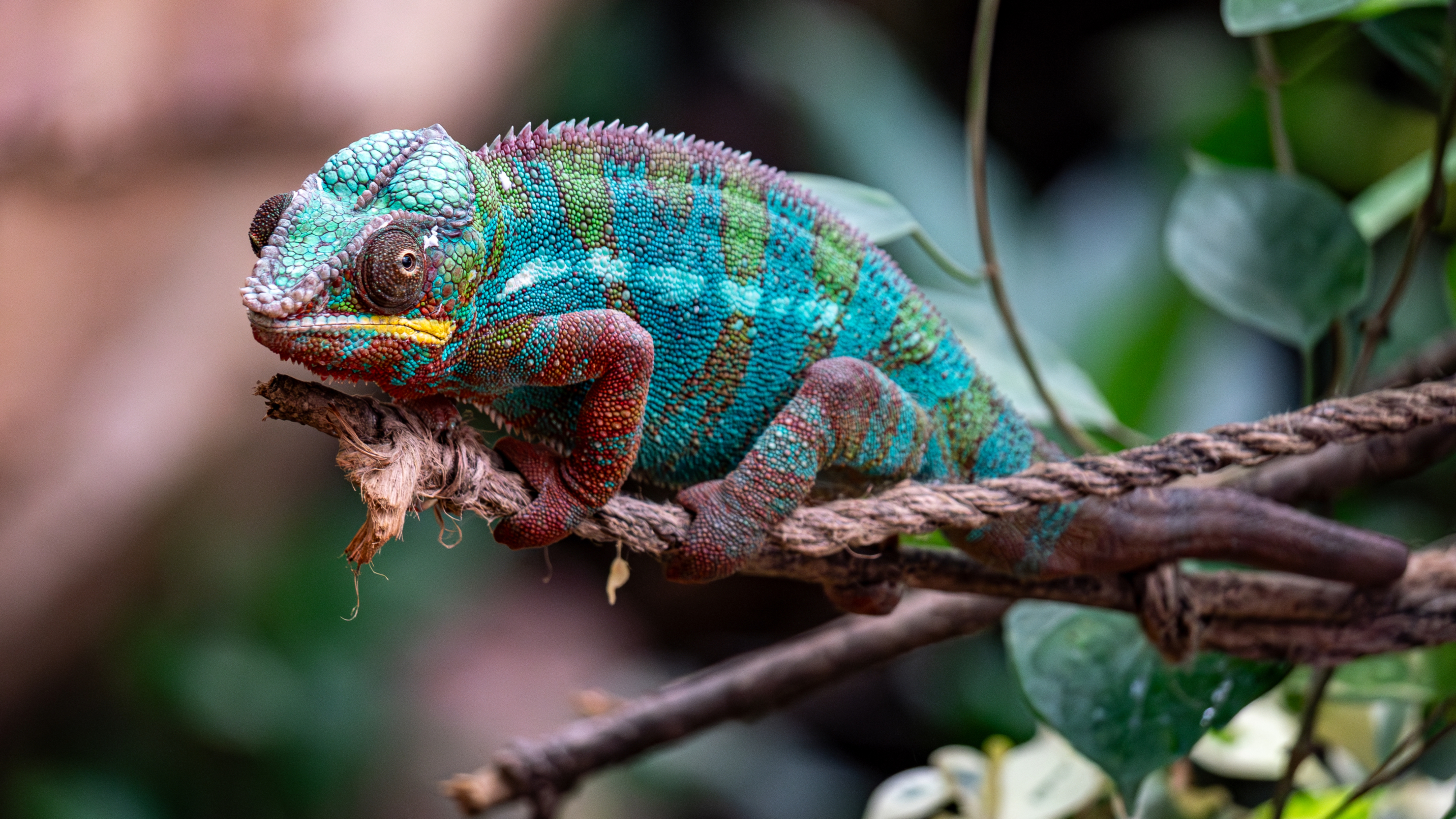 Panther Chameleon