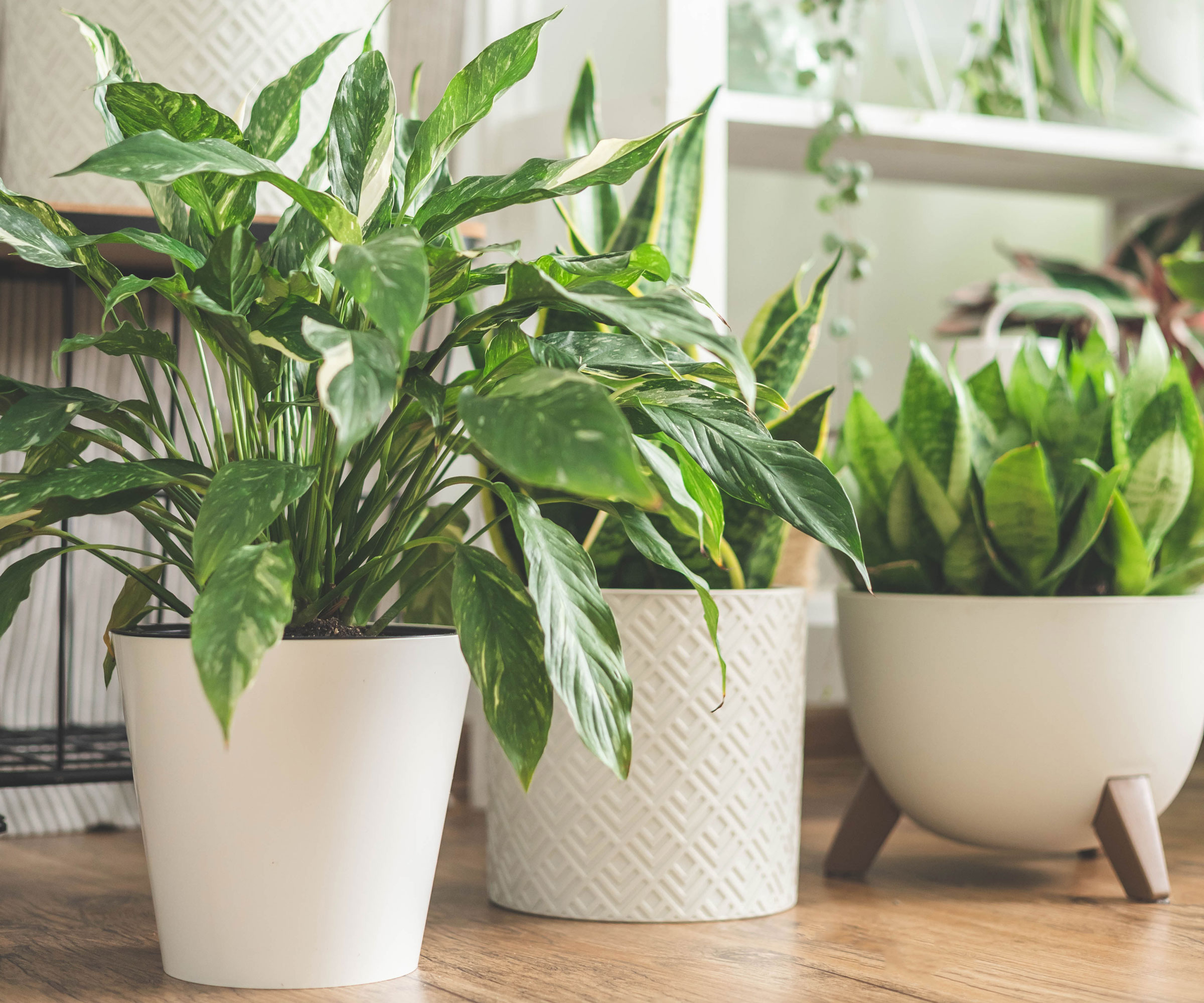 houseplants in white pots on living room floor