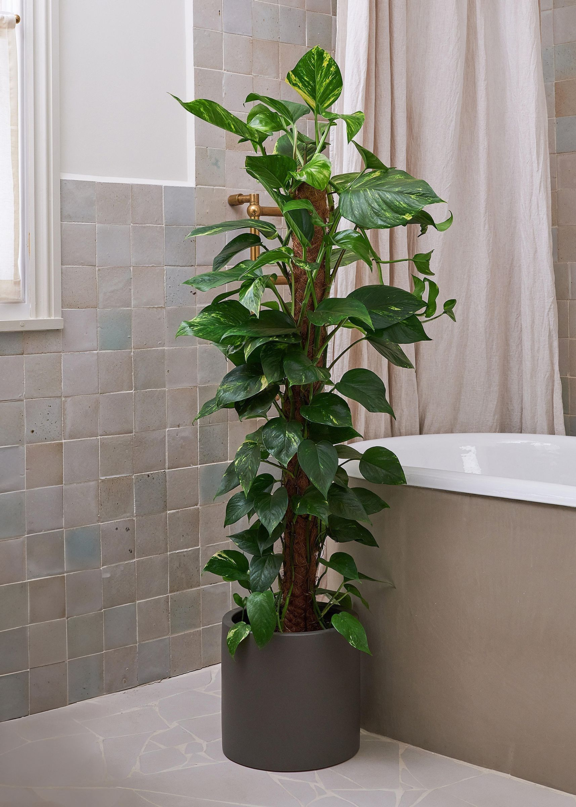 A potted pothos on a moss pole in a bathroom