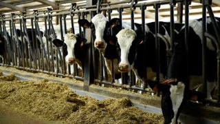 Friesian Piedmontese Bovine cows inside the Vanzetti Holstein farm during the Piedmontese Cattle Breeders Meet on February 29, 2024 in Candiolo, near Turin, Italy.