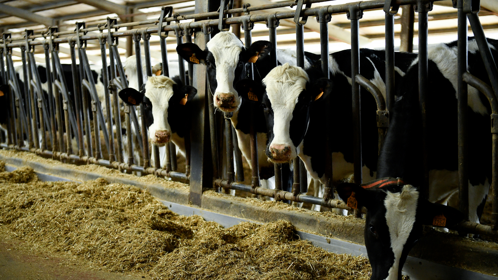 black and white dairy cows with tagged ears look through a fence as they lean through to eat hay on the other si