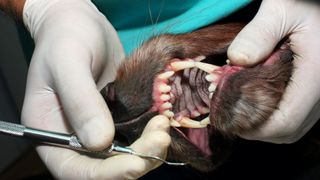 Animal Teeth - stock photo of a vet performing adental examination