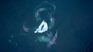 Orcas circle an isolated seal in the new BBC/PBS documentary, 'Expedition Killer Whale'