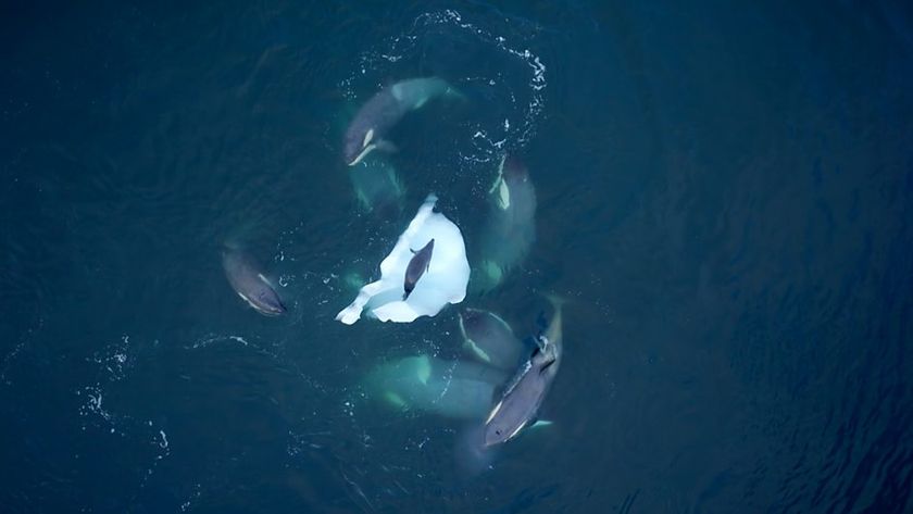 Orcas circle an isolated seal in the new BBC/PBS documentary, &#039;Expedition Killer Whale&#039;