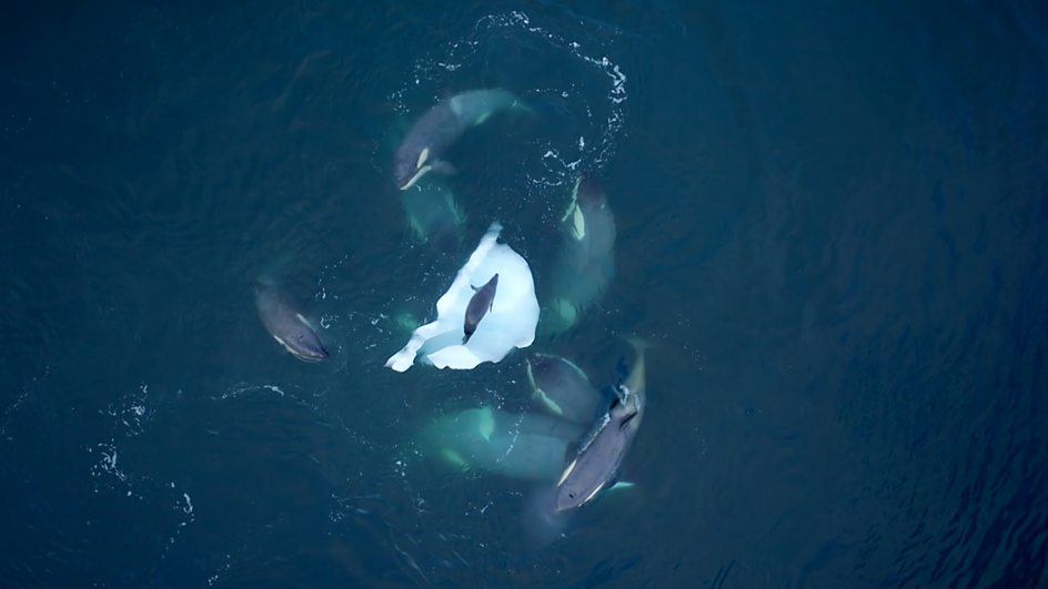 How to watch 'Expedition Killer Whale' — TV & Streaming details for orca documentary