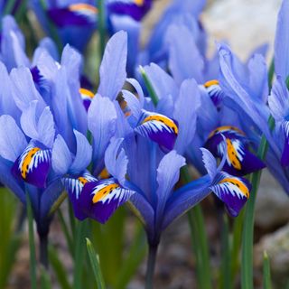 Blue-purple irises close up