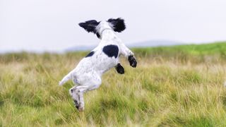 English springer spaniel jumping in field