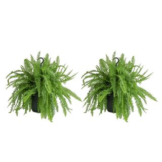 Two fern plants