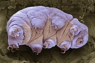 Tardigrade colored SEM