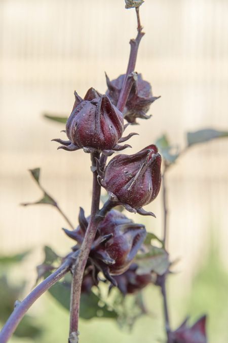 Roselle Flower Buds