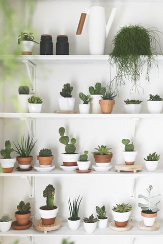 white shelves with rows of potted succulents and cacti