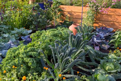 A small vegetable garden with crops ready for harvest