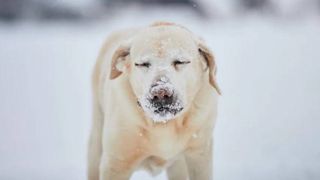 cold dog in the snow