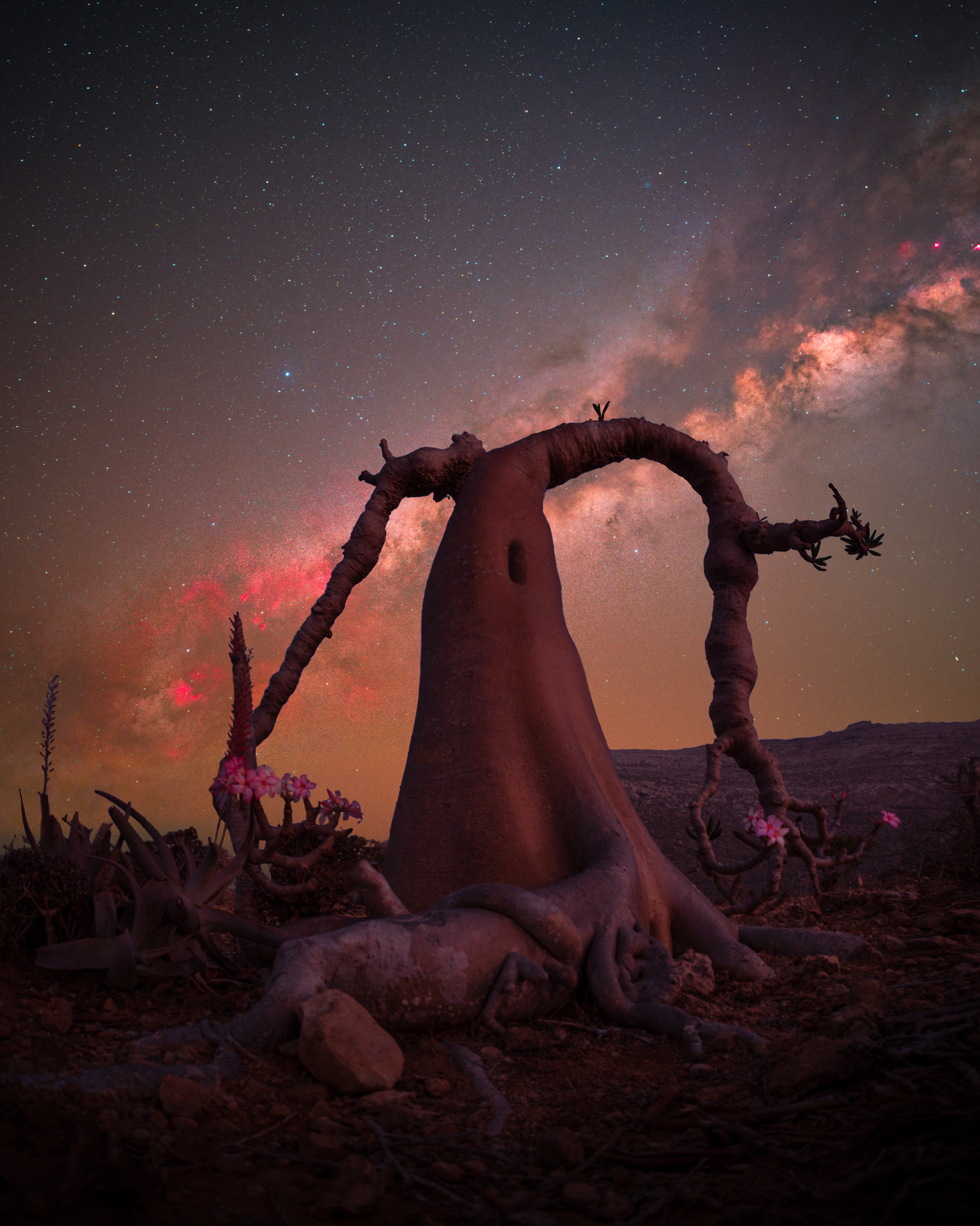An unusual bottle tree with gnarled, arching branches is silhouetted against a dark, starry night sky showing the red glow of the Milky Way.