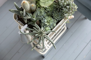 Ikea hack: trolley with succulents planted inside