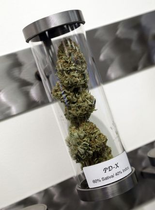A sample of medical marijuana (Don Ryan/AP/Press Association Images)