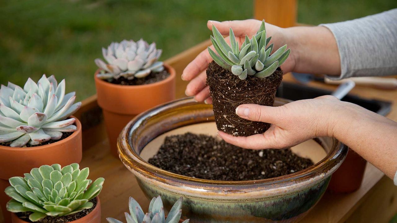 potting succulents into a ceramic bowl