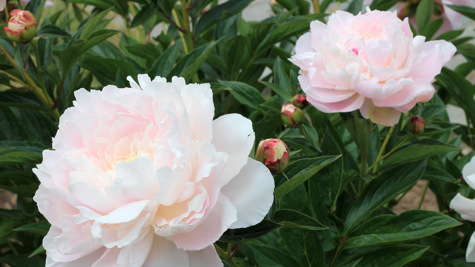 Light pink and white shirley temple peonies